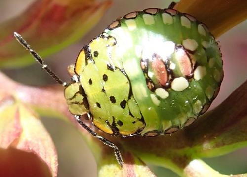 Nezara viridula